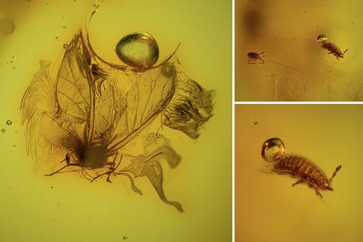 Fossil Aphid (Aphidoidea) And Mite (Arachnida) In Baltic Amber #109379